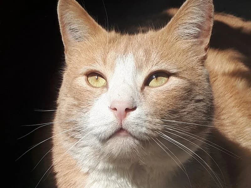 ALPHONSE, CHAT Blanc et Roux un gros nounours à l’adoption, 4yo Mixed Breed for adoption at École du Chat de Drancy