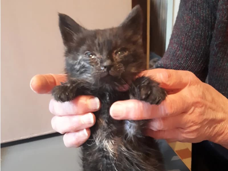 Appel au don pour nous aider, 3yo Mixed Breed for adoption at École du Chat de Drancy