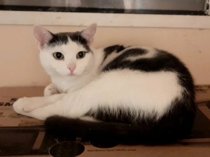 BIANCA, Jeune chatte Noire et Blanche douce et câline, est à l’Adoption, young Mixed Breed for adoption at École du Chat de Drancy