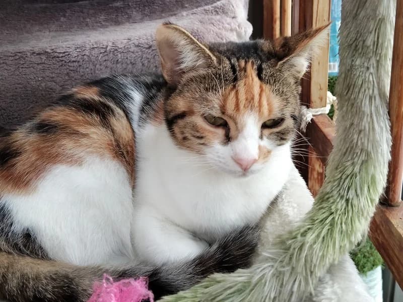 BOCCHI chatte Tricolore très douce et câline, à adopter seule ou en duo, young Mixed Breed for adoption at École du Chat de Drancy