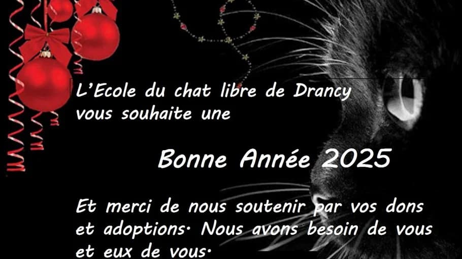 Bonne Année 2025, young Mixed Breed for adoption at École du Chat de Drancy