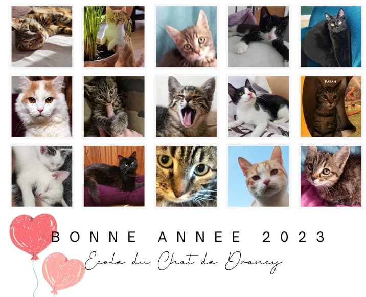 Bonne Année !! A tous nos adoptants et fidèles chamis de l’association, 3yo Mixed Breed for adoption at École du Chat de Drancy