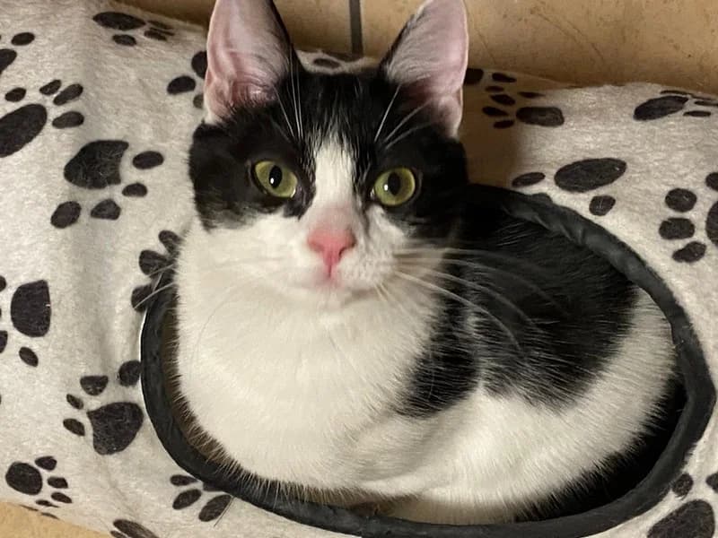 CHAPO jeune chatte Noire et Blanche, tonique et tendre, a été ADOPTÉE, young Mixed Breed for adoption at École du Chat de Drancy
