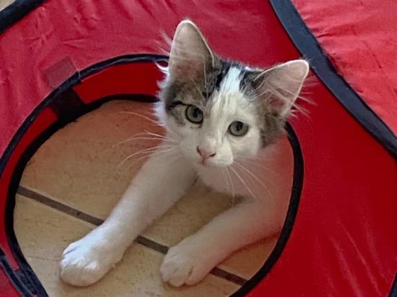 Chatons 4 mois à adopter, Zora et Ziggy super sympas et sociables, puppy Mixed Breed for adoption at École du Chat de Drancy