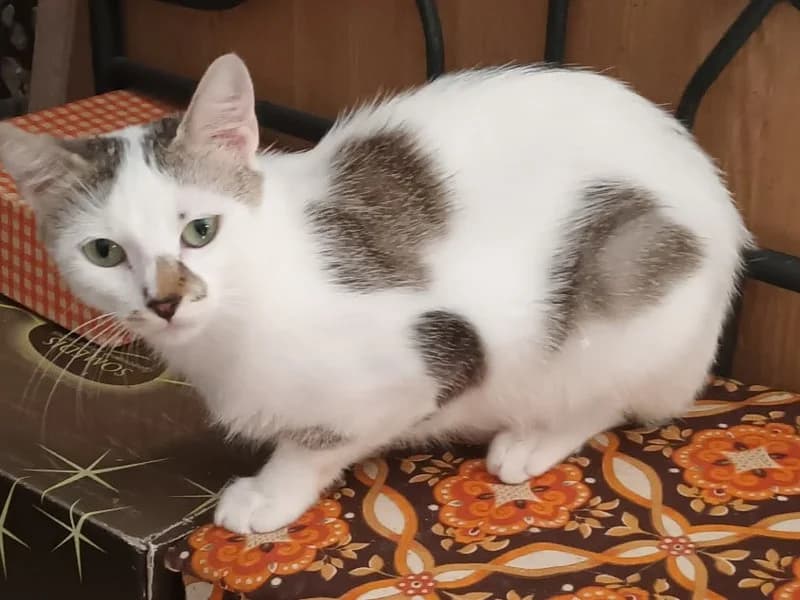 CHÉRIE, Chat Tigrée et Blanche très tendre, cherche sa famille d’adoption, young Mixed Breed for adoption at École du Chat de Drancy