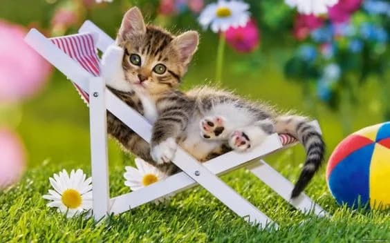 Comment faire garder mon chat pour les vacances, young Mixed Breed for adoption at École du Chat de Drancy