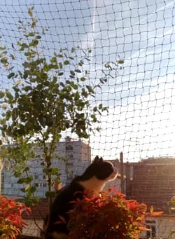 Comment protéger fenêtres, balcons et terrasses pour vos chats, 3yo Mixed Breed for adoption at École du Chat de Drancy