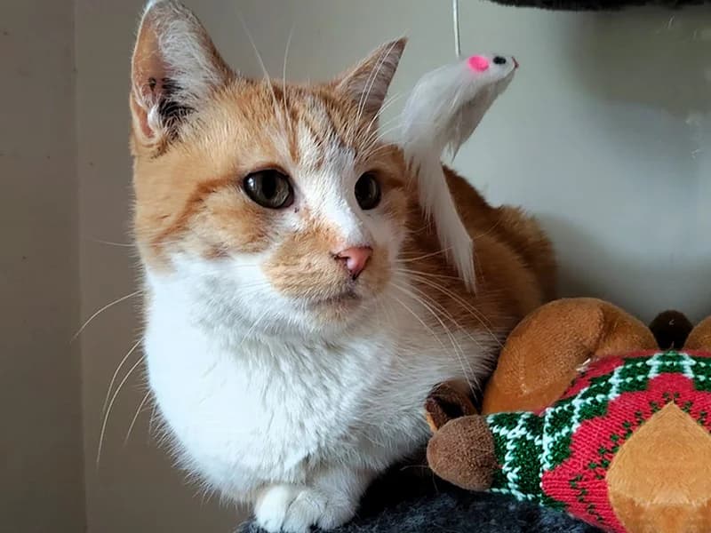 CARAMEL amour de Chat Roux adulte à adopter, 7yo Mixed Breed for adoption at École du Chat de Drancy