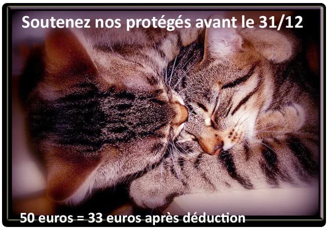 UN DON POUR NOTRE ASSOCIATION, 5yo Mixed Breed for adoption at École du Chat de Drancy
