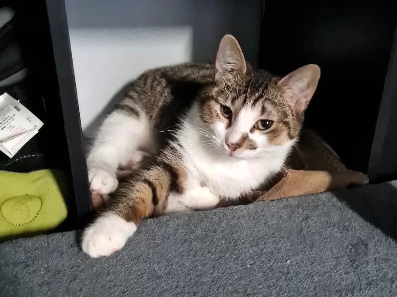 EDEN, jeune minette affectueuse et douce, à adopter avec notre association, 4yo Mixed Breed for adoption at École du Chat de Drancy
