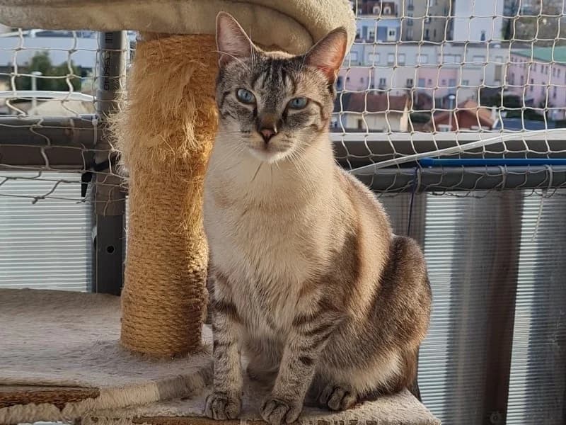 ENZO, jeune Typé Siamois câlin et un peu timide est à adopter, 4yo Mixed Breed for adoption at École du Chat de Drancy