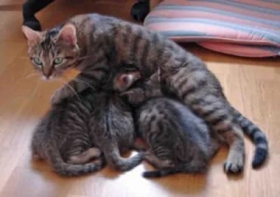 Fermeture de l’association au mois d’août – Sauf Adoptions, 6yo Mixed Breed for adoption at École du Chat de Drancy