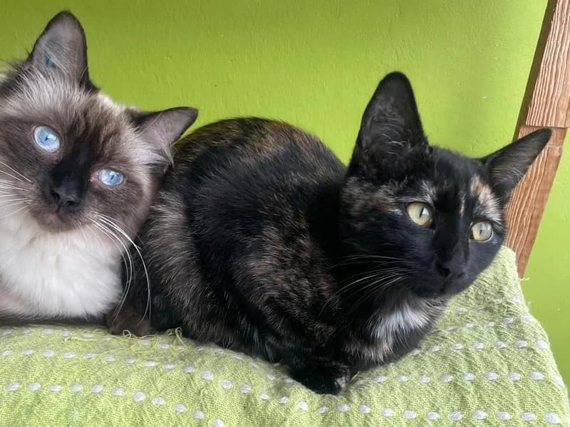 FIDJI & VANILLE, deux amours de minettes de moins d’un an, sont ADOPTEES, puppy Mixed Breed for adoption at École du Chat de Drancy
