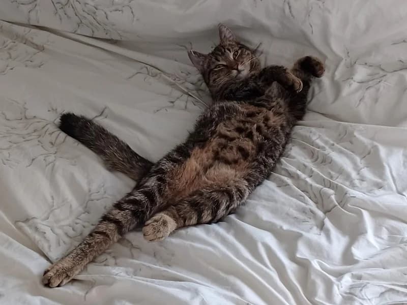 GIBBS jeune mâle tigré, joueur et câlin, à adopter avec notre association, young Mixed Breed for adoption at École du Chat de Drancy