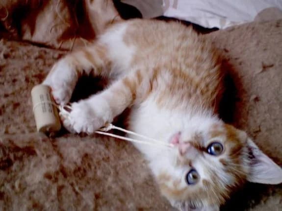 Les jeux du chat, young Mixed Breed for adoption at École du Chat de Drancy