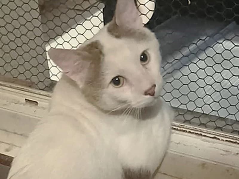 LOKY, Grand Matou Blanc à la queue Tigrée, FIV+, super câlin est à l’adoption, young Mixed Breed for adoption at École du Chat de Drancy