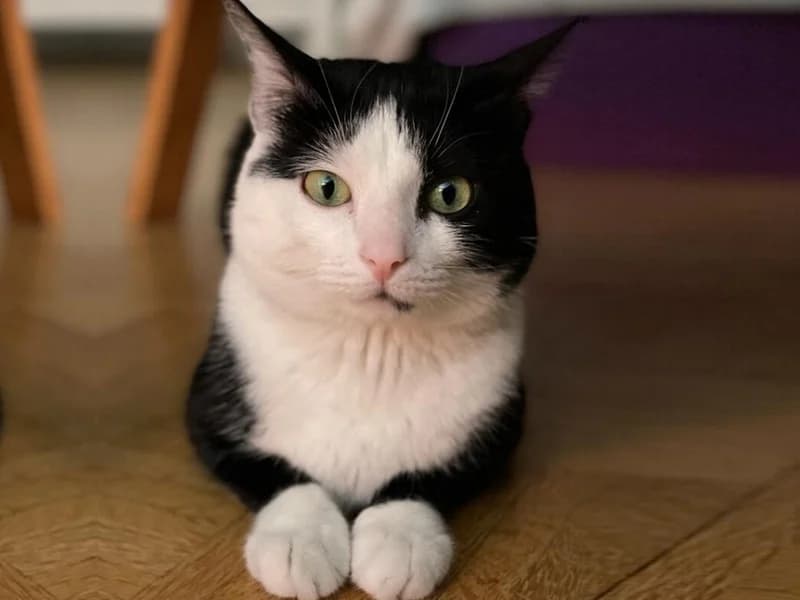 MILOU, gentil chat Noir et Blanc 7 ans, cherche sa famille pour la vie, puppy Mixed Breed for adoption at École du Chat de Drancy