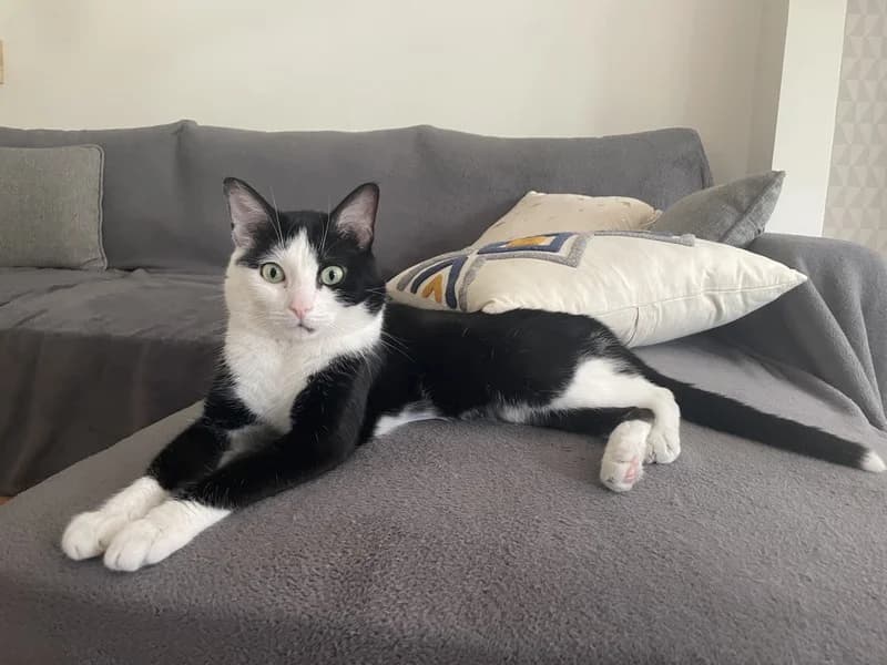 MILOU, gentil chat Noir et Blanc 7 ans, cherche sa famille pour la vie, puppy Mixed Breed for adoption at École du Chat de Drancy