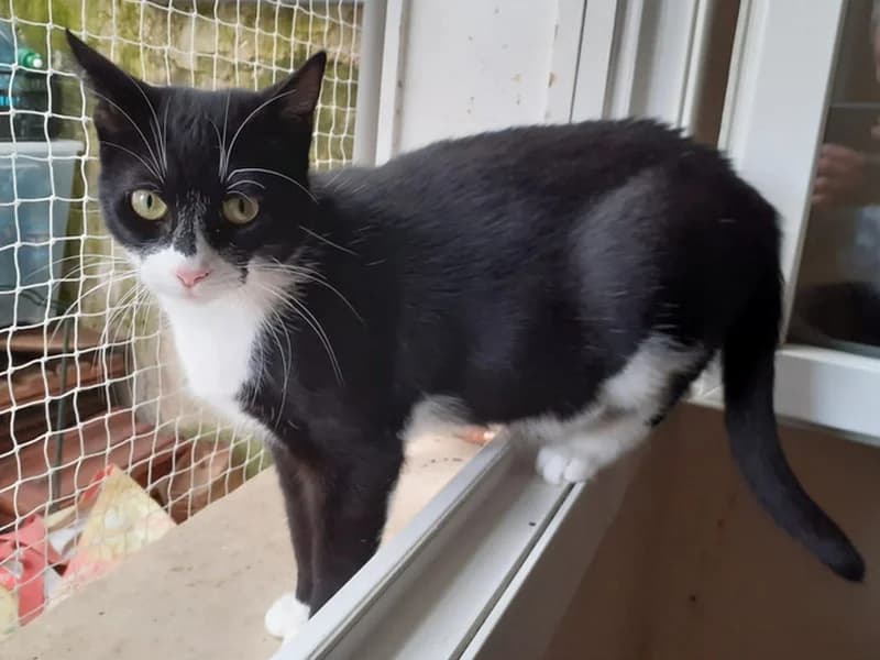MONIALE, courageuse et douce maman Chat a trouvé son foyer, elle est ADOPTEE, young Mixed Breed for adoption at École du Chat de Drancy