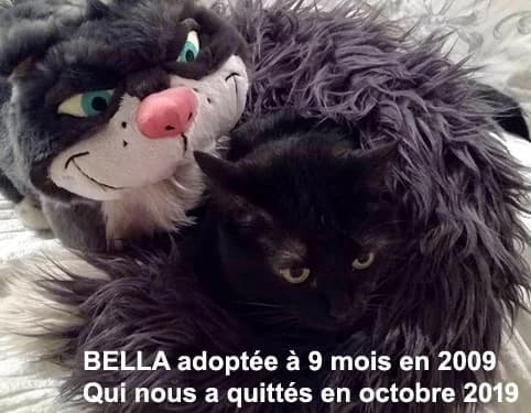 Nos adoptants toujours fidèles …ils témoignent de leur adoption, 4yo Mixed Breed for adoption at École du Chat de Drancy