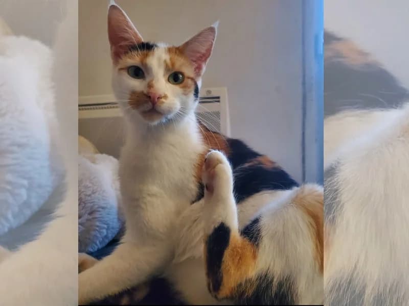 PATTY, Jolie tricolore très attachante, à l’adoption avec notre association, young Mixed Breed for adoption at École du Chat de Drancy