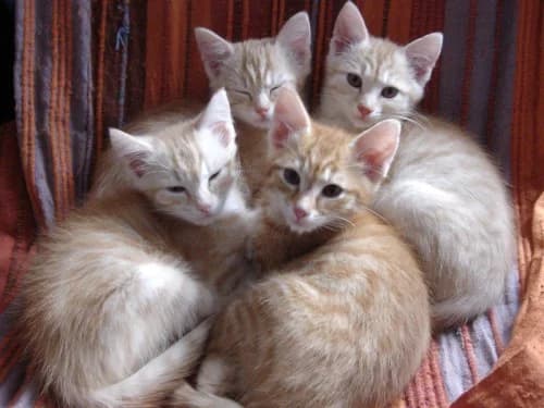 COMMENT ADOPTER UN CHATON GRATUITEMENT, senior Mixed Breed for adoption at École du Chat de Drancy