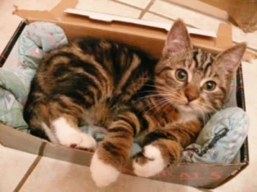 Pourquoi les chats adorent les boîtes en carton, 3yo Mixed Breed for adoption at École du Chat de Drancy