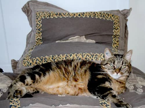FIV OU SIDA DU CHAT, young Mixed Breed for adoption at École du Chat de Drancy