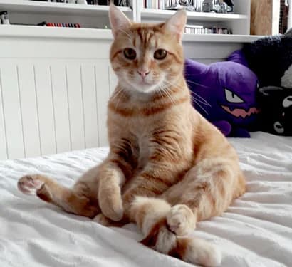 Témoignage Adoption du chat ULTHAR, 5yo Mixed Breed for adoption at École du Chat de Drancy