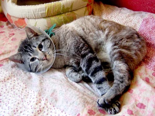 Témoignage d’adoption du chat HORUS, un tigré adopté à 2 ans, après un sauvetage, 3yo Mixed Breed for adoption at École du Chat de Drancy