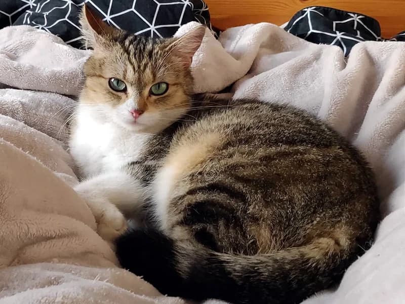 Témoignage de l’adoption à 2 ans du chat OTTAWA, adoptée en 2019, senior Mixed Breed for adoption at École du Chat de Drancy
