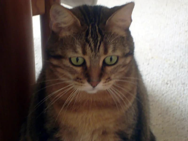 Témoignage de la famille d’adoption du chat Crapule, 6yo Mixed Breed for adoption at École du Chat de Drancy