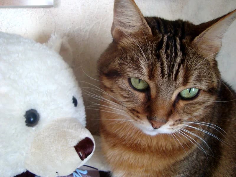 Témoignage de la famille d’adoption du chat Crapule, 6yo Mixed Breed for adoption at École du Chat de Drancy