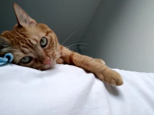 Témoignage de la famille d’adoption du chat LENA, 6yo Mixed Breed for adoption at École du Chat de Drancy