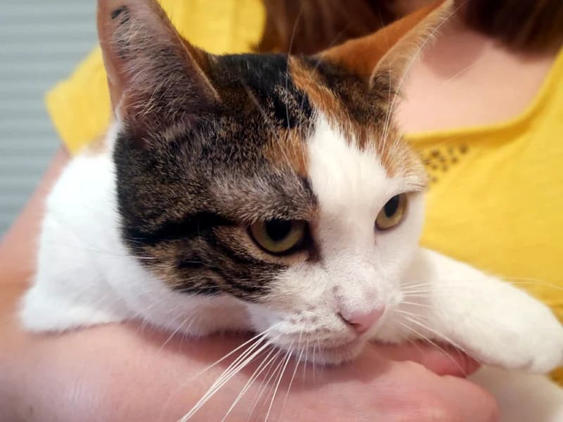 Témoignage de la famille d’adoption de TEANI, 7yo Mixed Breed for adoption at École du Chat de Drancy