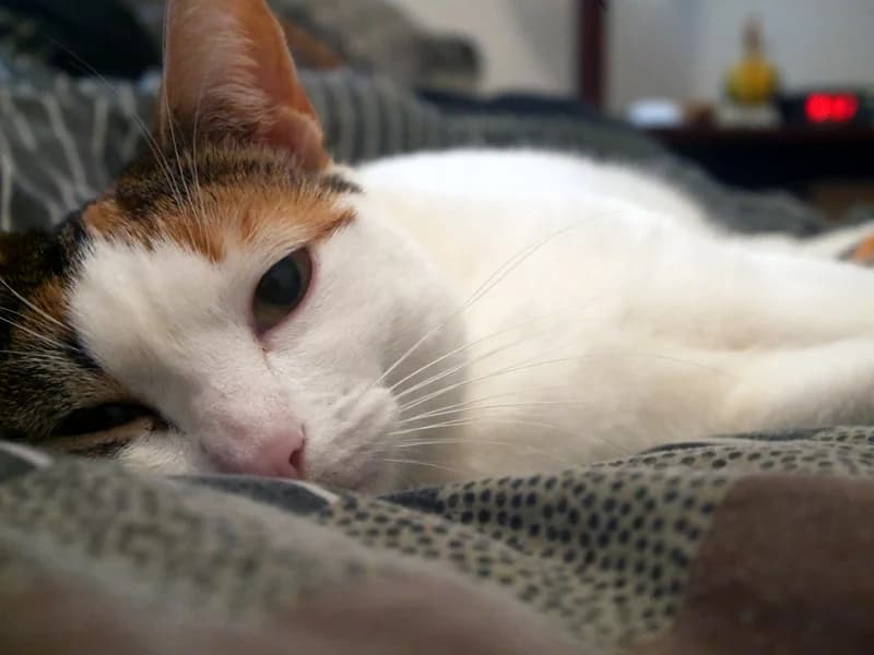 Témoignage de la famille d’adoption de TEANI, 7yo Mixed Breed for adoption at École du Chat de Drancy