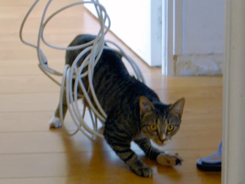 Témoignage d’une adoption d’un jeune chat tigré : DJANGO adopté à 8 Mois, 6yo Mixed Breed for adoption at École du Chat de Drancy