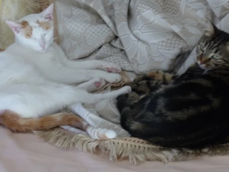 Témoignage de l’adoption d’Austin Tigrée 1 an avec un copain chat sur place, 3yo Mixed Breed for adoption at École du Chat de Drancy