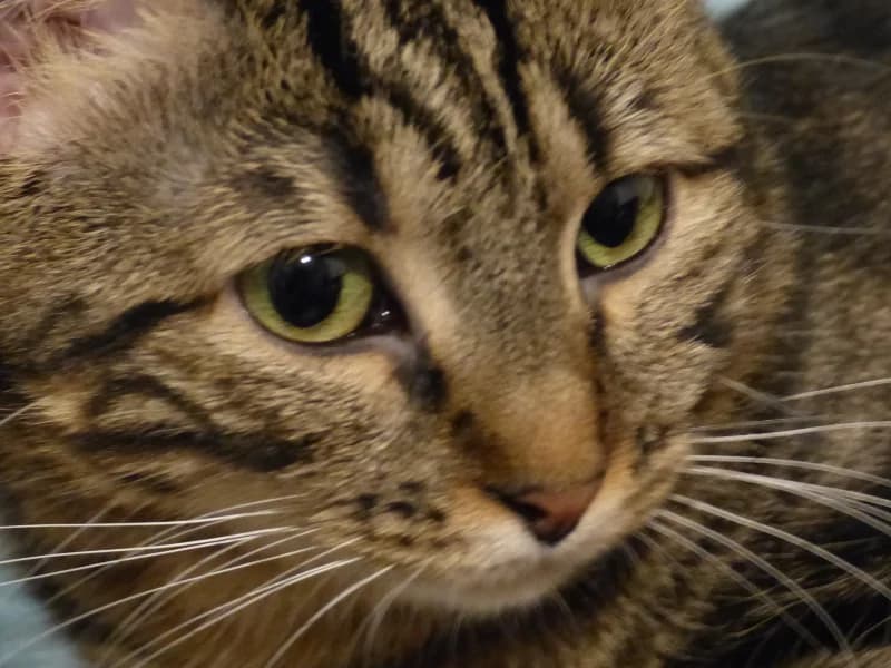 Témoignage de l’adoption d’Austin Tigrée 1 an avec un copain chat sur place, 3yo Mixed Breed for adoption at École du Chat de Drancy