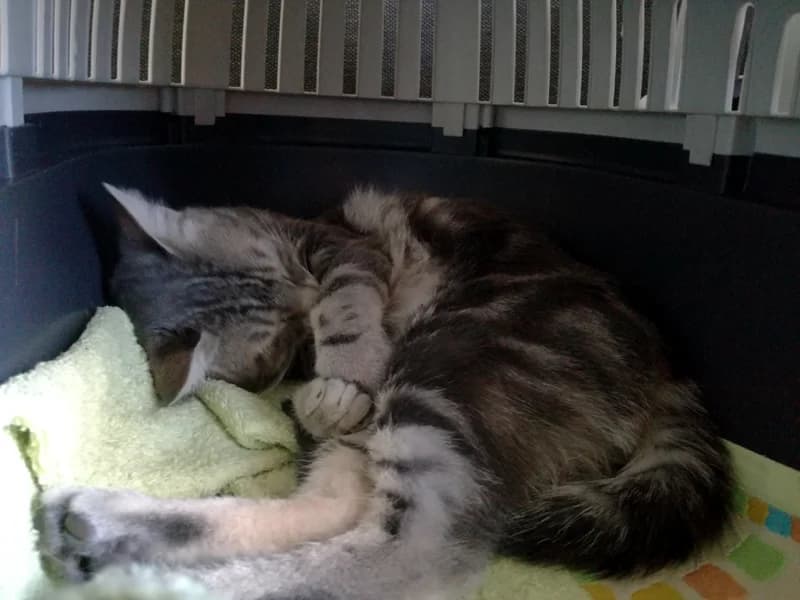 Témoignage de l’adoption du chaton Loustik en 2017, senior Mixed Breed for adoption at École du Chat de Drancy