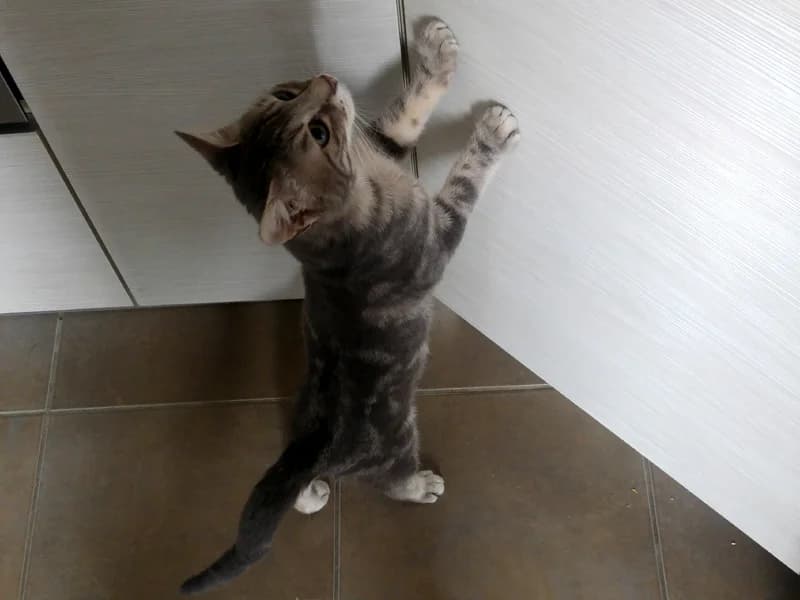 Témoignage de l’adoption du chaton Loustik en 2017, senior Mixed Breed for adoption at École du Chat de Drancy