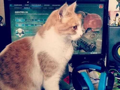 Témoignage de la famille d’adoption de CALI, senior Mixed Breed for adoption at École du Chat de Drancy