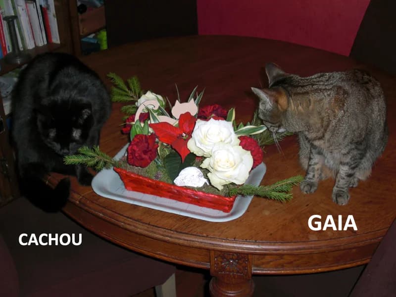 Témoignage de l’adoption du chaton tigrée Gaïa & du jeune chat Noir Cachou, 4yo Mixed Breed for adoption at École du Chat de Drancy