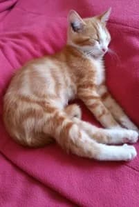 Témoignage de l’adoption du chaton KODAMA, 7yo Mixed Breed for adoption at École du Chat de Drancy