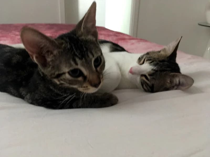 MICKIE ET LILOU, adoptées chatons en duo et qui s’adorent, 5yo Mixed Breed for adoption at École du Chat de Drancy