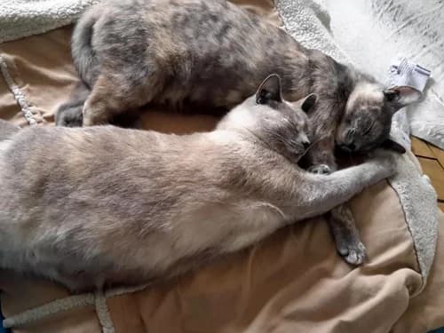 Témoignage de l’adoption en duo de Saphir chat adulte et de Saba son chaton, senior Mixed Breed for adoption at École du Chat de Drancy