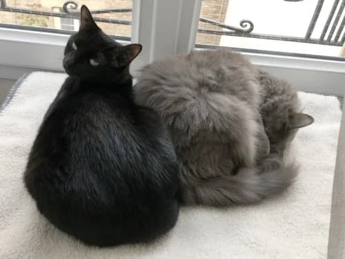 Témoignage de la famille d’adoption des chatons Lilou & Lupin, Mixed Breed for adoption at École du Chat de Drancy