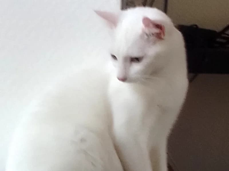 Témoignage d’adoption d’un duo mère fille qu’on adore, 3yo Mixed Breed for adoption at École du Chat de Drancy