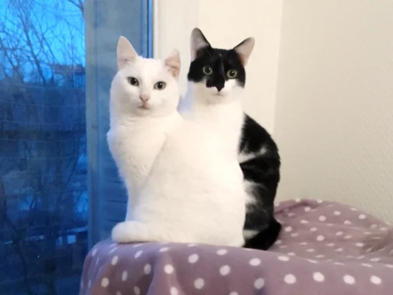 Témoignage d’adoption d’un duo mère fille qu’on adore, 3yo Mixed Breed for adoption at École du Chat de Drancy