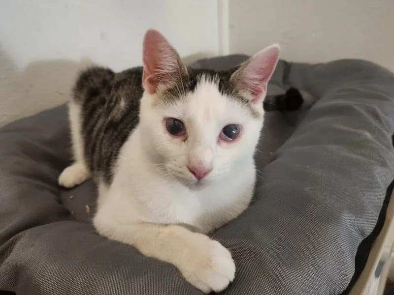 TITY Jeune Chat Blanc et Tigré à trouvé son foyer, il est ADOPTÉ, young Mixed Breed for adoption at École du Chat de Drancy